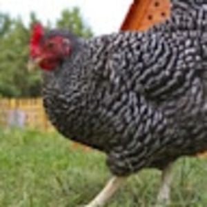 Meet your Posher, Genevieve